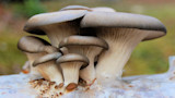 How to Grow Oyster Mushrooms