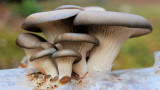 How to Grow Oyster Mushrooms