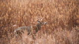 What You Need to Know About Blood Trailing Whitetail