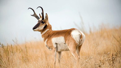 Pronghorn antelope standing in dry grass, side profile facing left