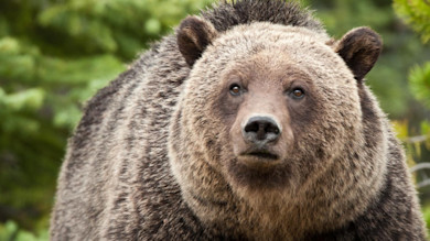 Grizzly bear facing camera, close-up of head and shoulders in a forested setting