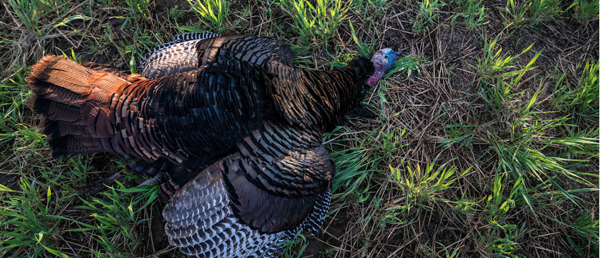 TURKEY HUNTING w/MEATEATER TV – #WiredToHuntWeekly 47
