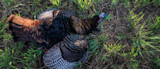 Wild turkey lying on grass with iridescent dark feathers and blue-red head