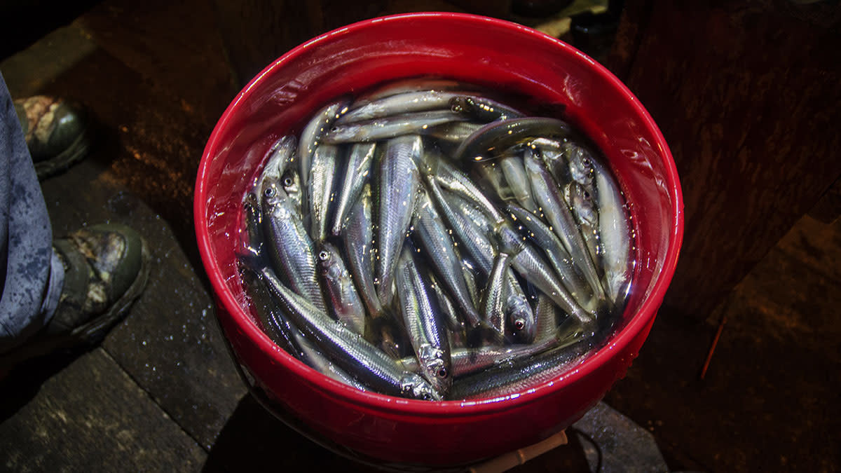 Smelt Camp: A Deep-Fried Maine Tradition