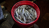 Smelt Camp: A Deep-Fried Maine Tradition