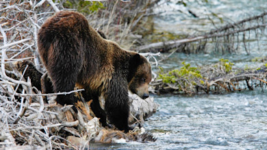 Grizzly bear feeding on carcass at riverbank among driftwood