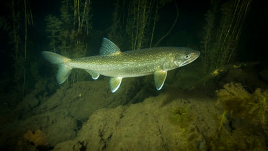 Lake trout swimming above rocky lakebed amid submerged aquatic plants