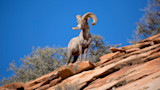 Bighorn sheep on a red rock ledge against a clear blue sky
