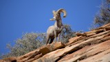 Wyoming Bighorn Reintroduction Brings Public-Land Issues to a Head