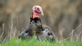 Wild Turkeys Are Damn Near Superheroes