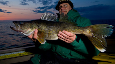 Man holding large walleye on a boat at dusk, ruler reads Catch-and-Release