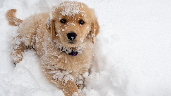How to Manage Puppy Energy in the Winter
