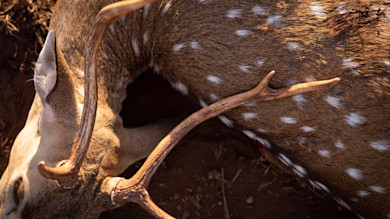 Spotted deer with forked antlers lying on dirt, small blood wound on flank.