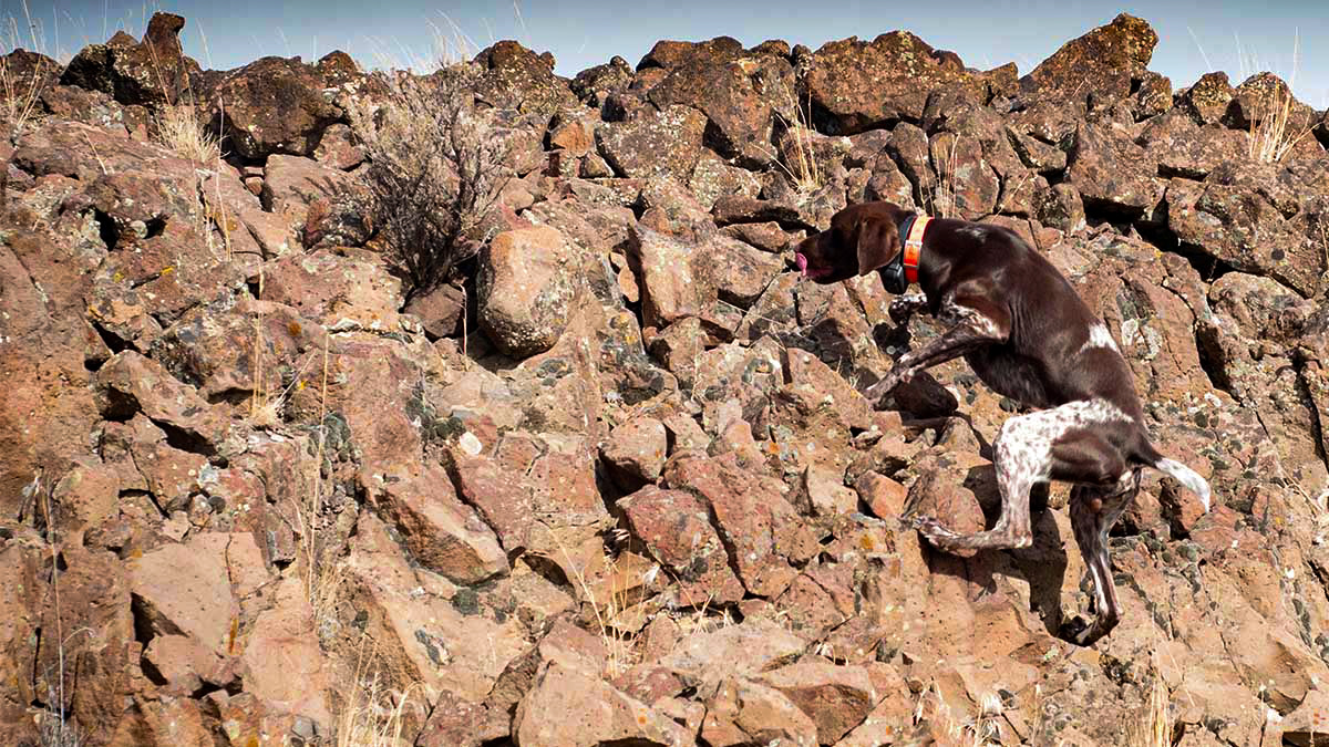 Ask A Vet: Bird Dog Paw, Pad, and Nail Health