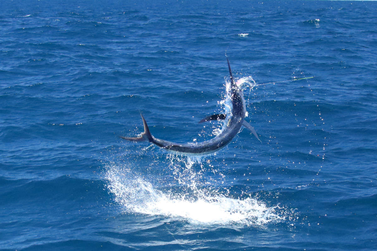 Fly Fishing for Billfish: The King of the Ocean