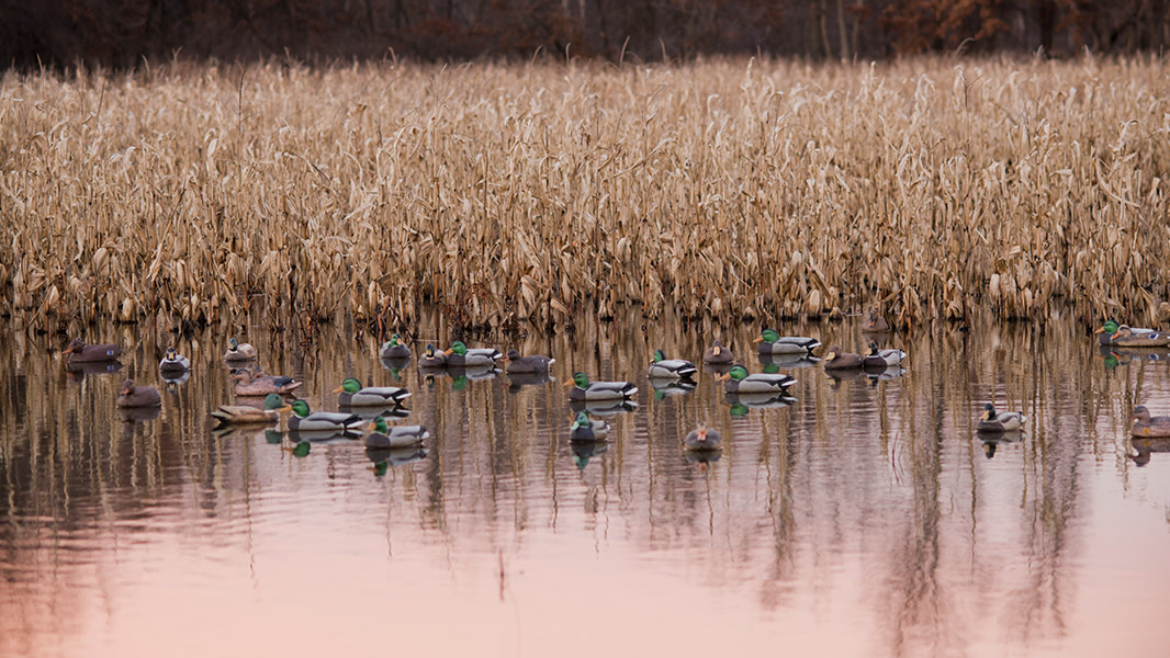 What You Need to Know About Duck Decoy Spreads