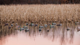 Puddle duck decoys floating on calm marsh water before dried cattails at dusk
