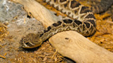 Rattlesnake coiled on a log among rocks and wood chips