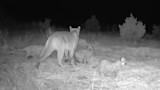 Oklahoma Confirms Two Reports of Mountain Lions with Kittens