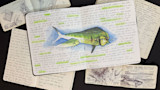 Open sketchbooks with watercolor dolphinfish, handwritten notes and 'EMPTY THE BAYS'