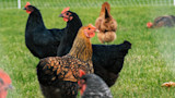 5 Best Dual-Purpose Chicken Breeds