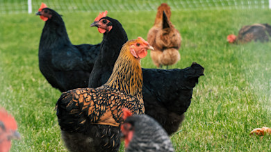 Black and gold-laced hen among black and brown chickens on green grass