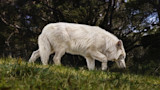 White wolf walking with head lowered through grass in front of dark trees