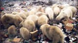 Group of polar bears scavenging in a landfill among crates and trash