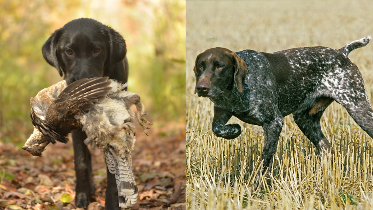 Pointers vs. Flushers: Who Really is The King of the Uplands?