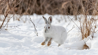 Snowshoe hare bounding across snow near dried grasses