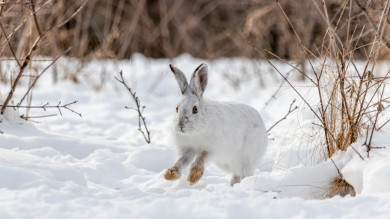 How to Snare a Snowshoe Hare