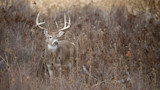 How to Find Pressured Bucks