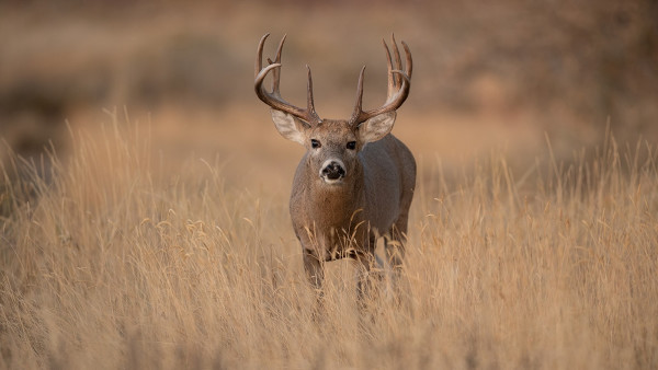 How Our Mature Buck Beliefs Negatively Affect Our Whitetail Success 