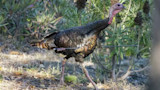 Wild turkey with arrow protruding from its side, walking through low brush