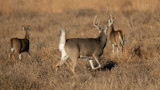 Whitetail buck with raised tail and two does walking in dry grass field