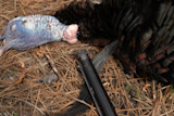 turkeywithtightwad.jpg