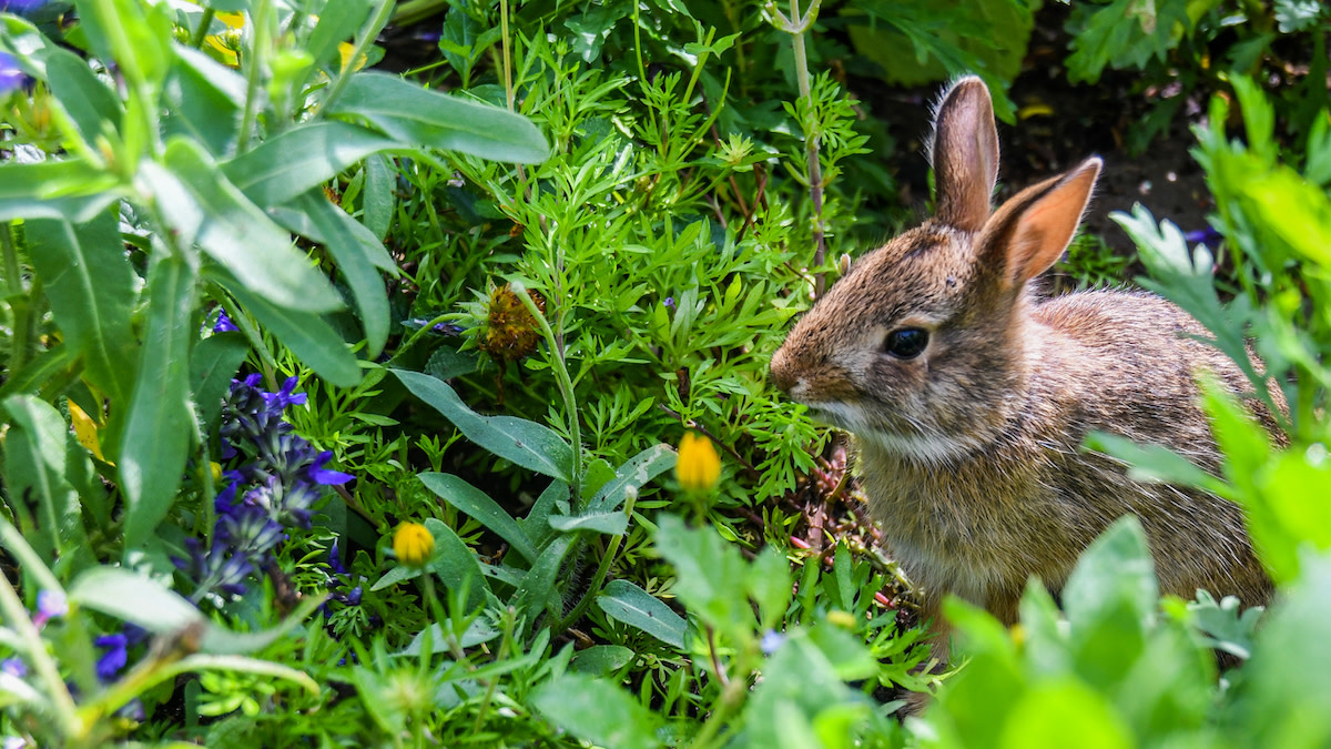 How to Keep Rabbits Out of Your Garden