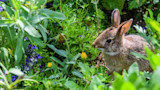 How to Keep Rabbits Out of Your Garden