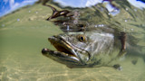 Speckled sea trout underwater at surface with open mouth over sandy bottom