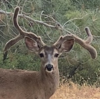 wonky buck