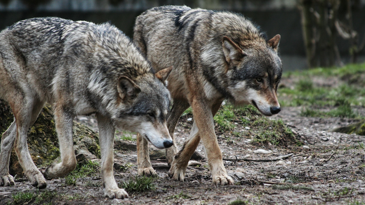 California Euthanizes Four Wolves After 70 Livestock Depredations in Six Months