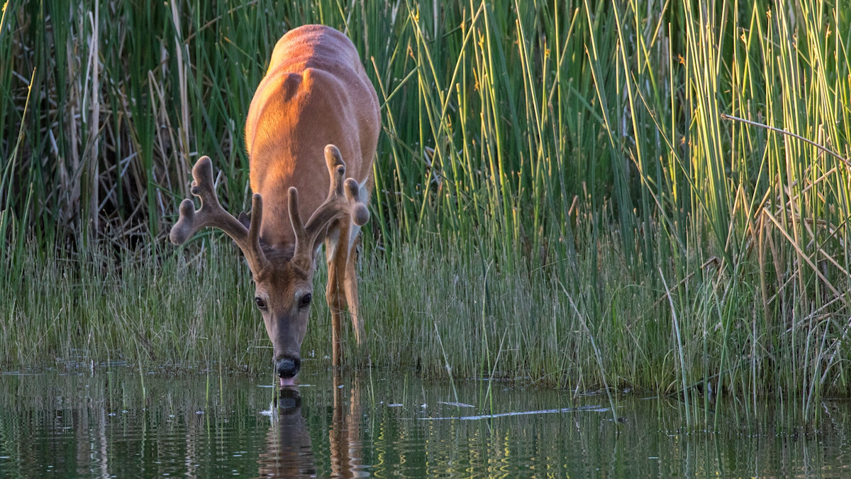 Summer Groundwork for a Successful Whitetail Season