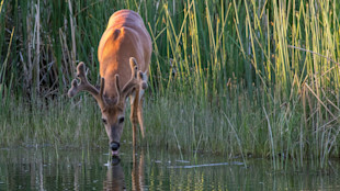 Buck with velvet antlers drinking at pond edge among tall reeds