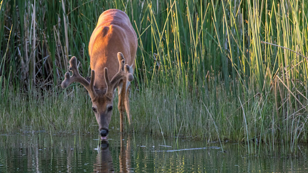 Summer Groundwork for a Successful Whitetail Season