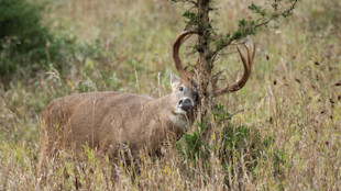 Mature whitetail buck rubbing antlers on small cedar in grassy field