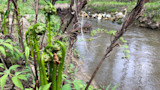 Green fiddlehead ferns unfurling beside a shallow creek bank