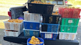 Stacked plastic crates and a blue bucket of yellow mushrooms on a pickup tailgate; "3L" label visible