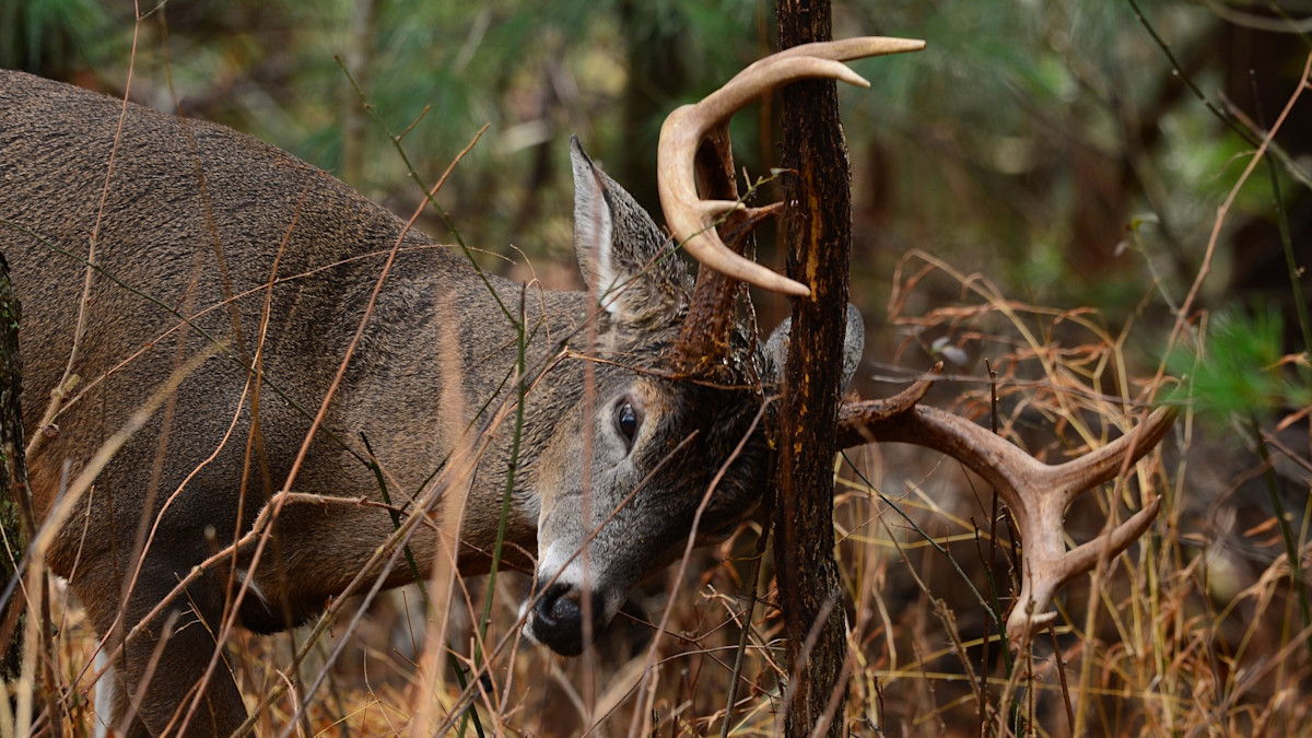 New Research Shows that Deer Rubs and Scrapes Glow