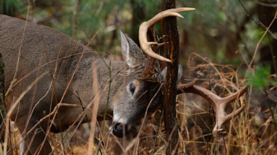 Buck rubbing antlers on small tree amid brush and tall grass