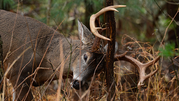 Buck rubbing antlers on small tree amid brush and tall grass